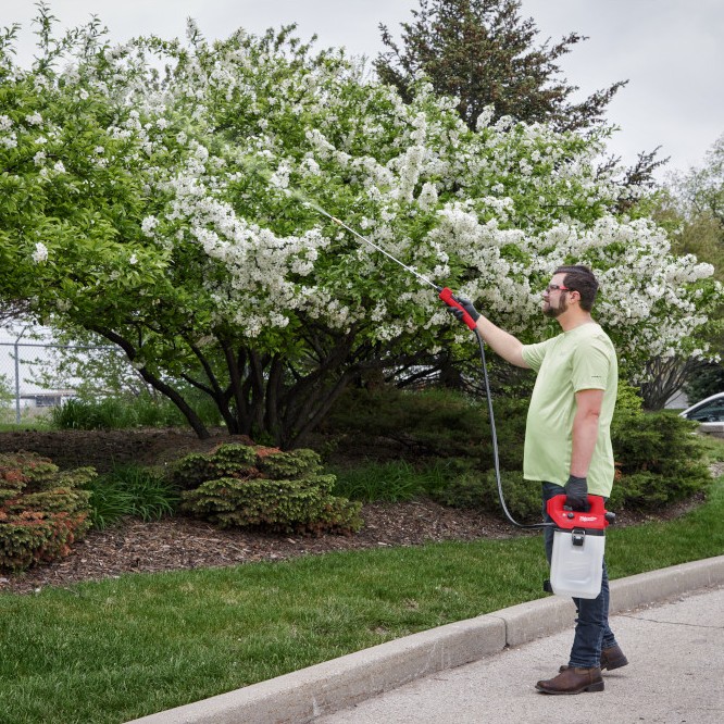 Person using a Milwaukee M12 handheld sprayer to apply liquid treatment to flowering shrubs and hedges along a landscaped residential sidewalk on a sunny day.